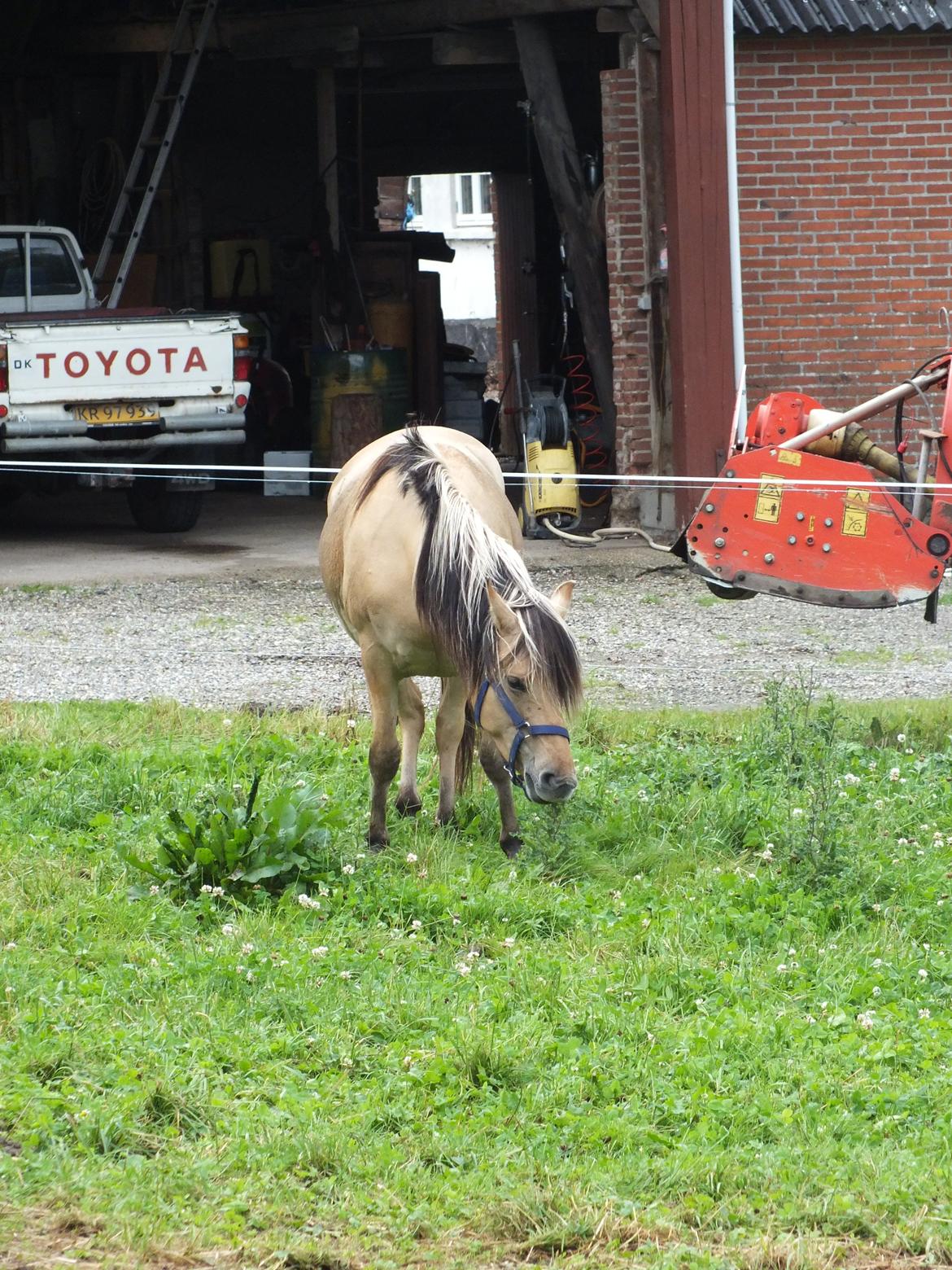 Anden særlig race Mille billede 9