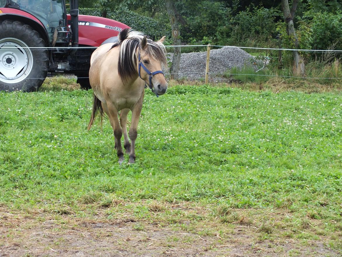 Anden særlig race Mille billede 10