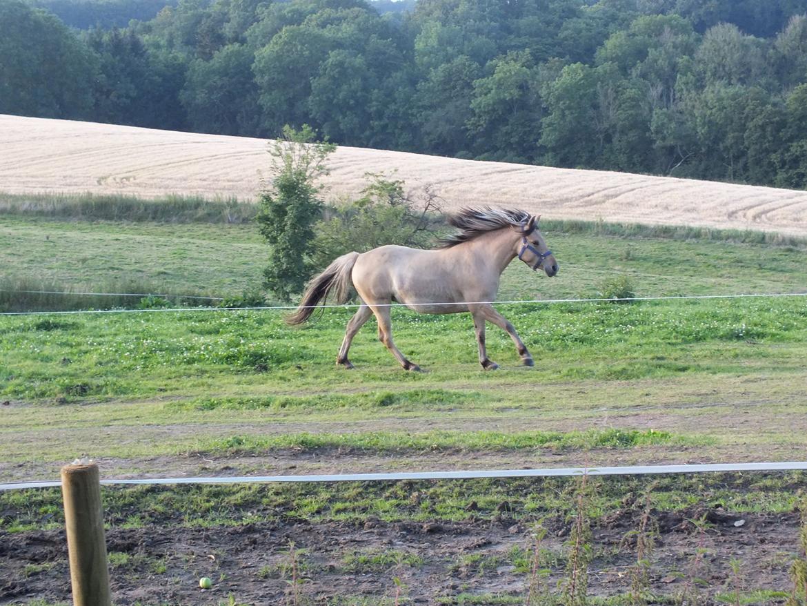Anden særlig race Mille billede 11