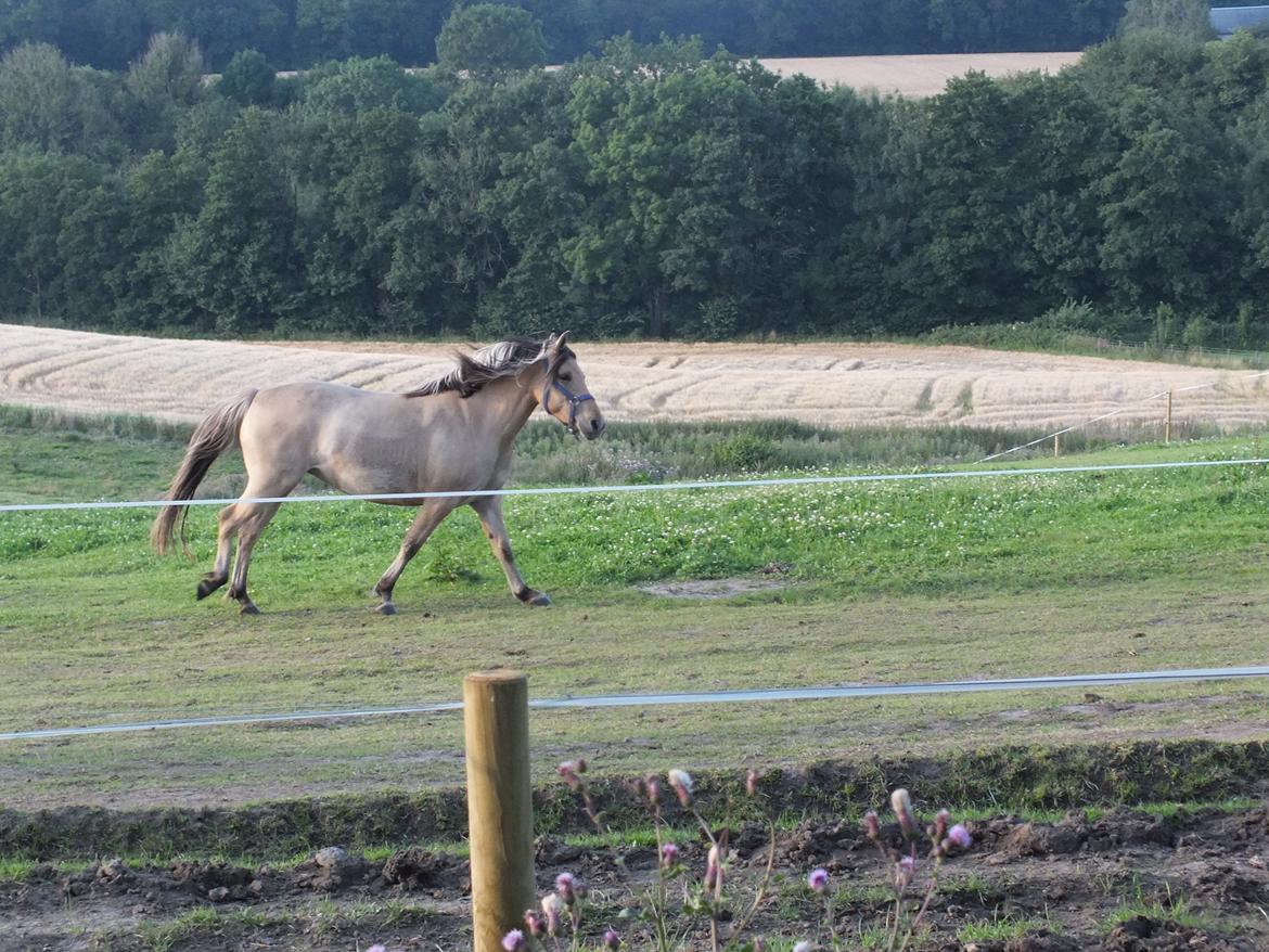 Anden særlig race Mille billede 12