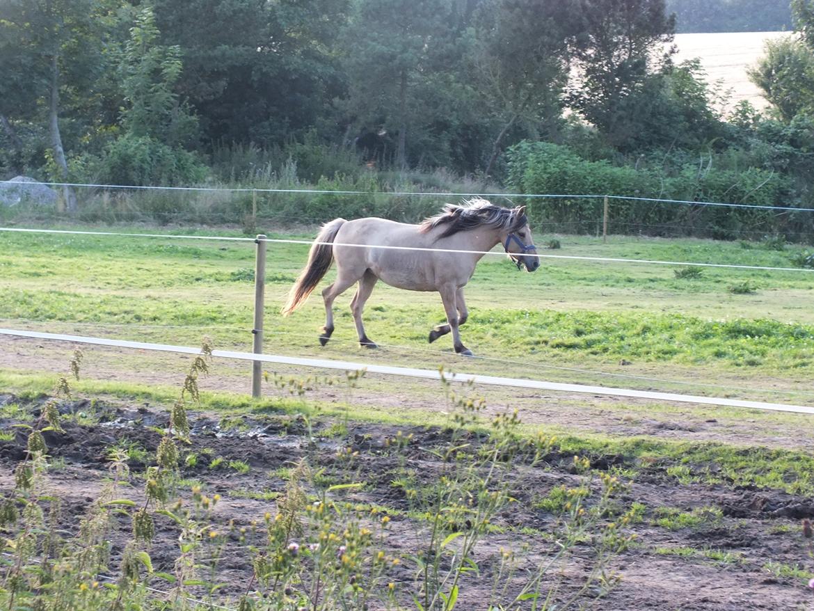 Anden særlig race Mille billede 13
