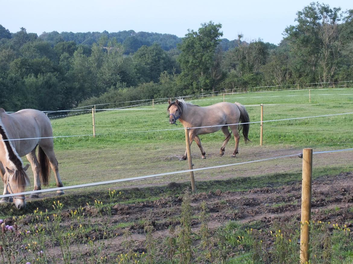 Anden særlig race Mille billede 14