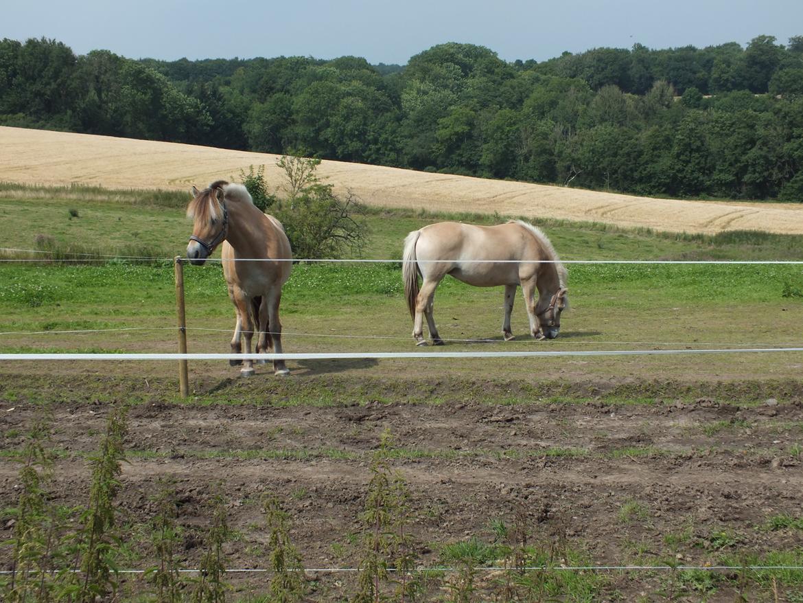 Fjordhest Hans billede 6