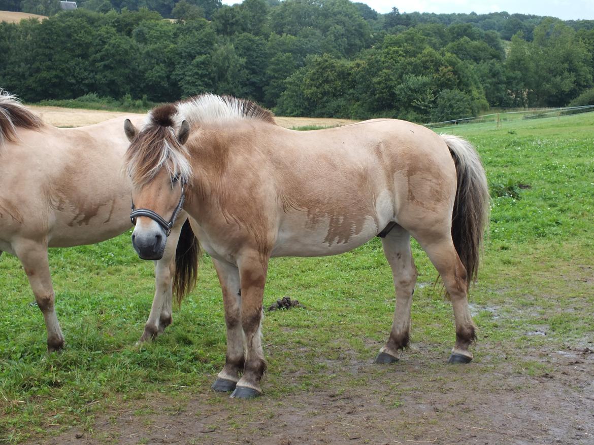 Fjordhest Hans billede 7