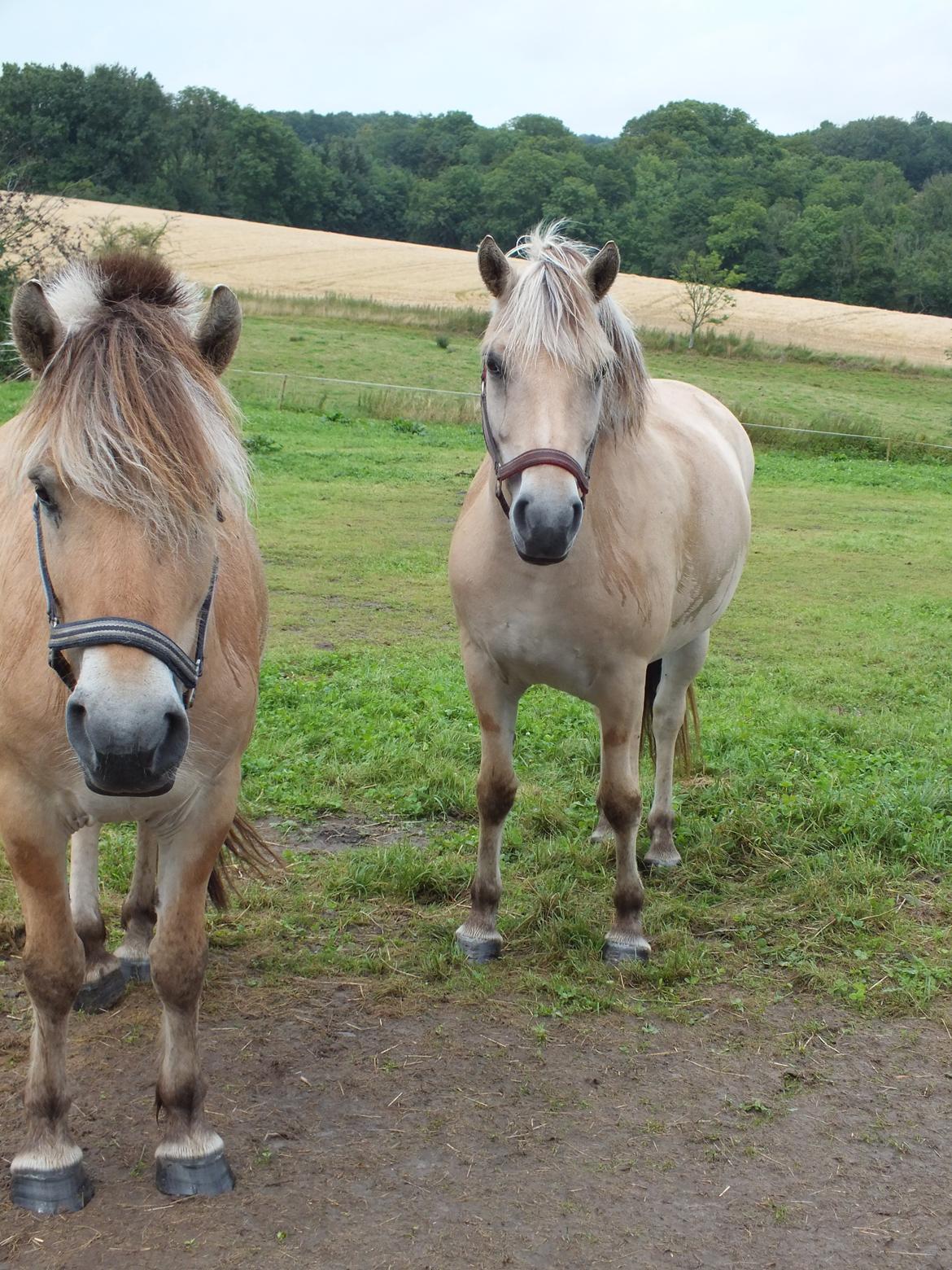 Fjordhest Hans billede 8