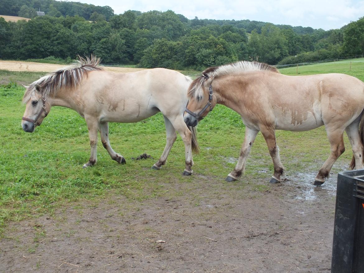 Fjordhest Hans billede 9