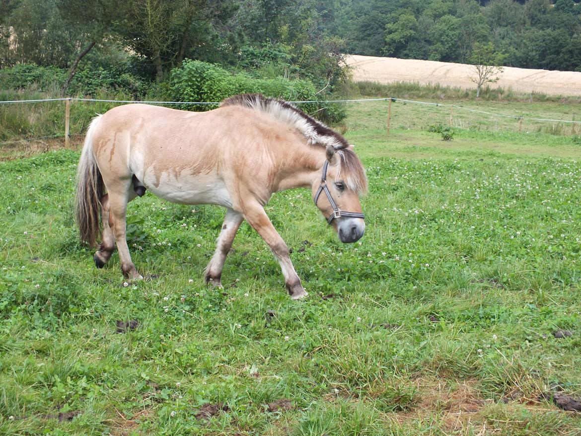 Fjordhest Hans billede 3