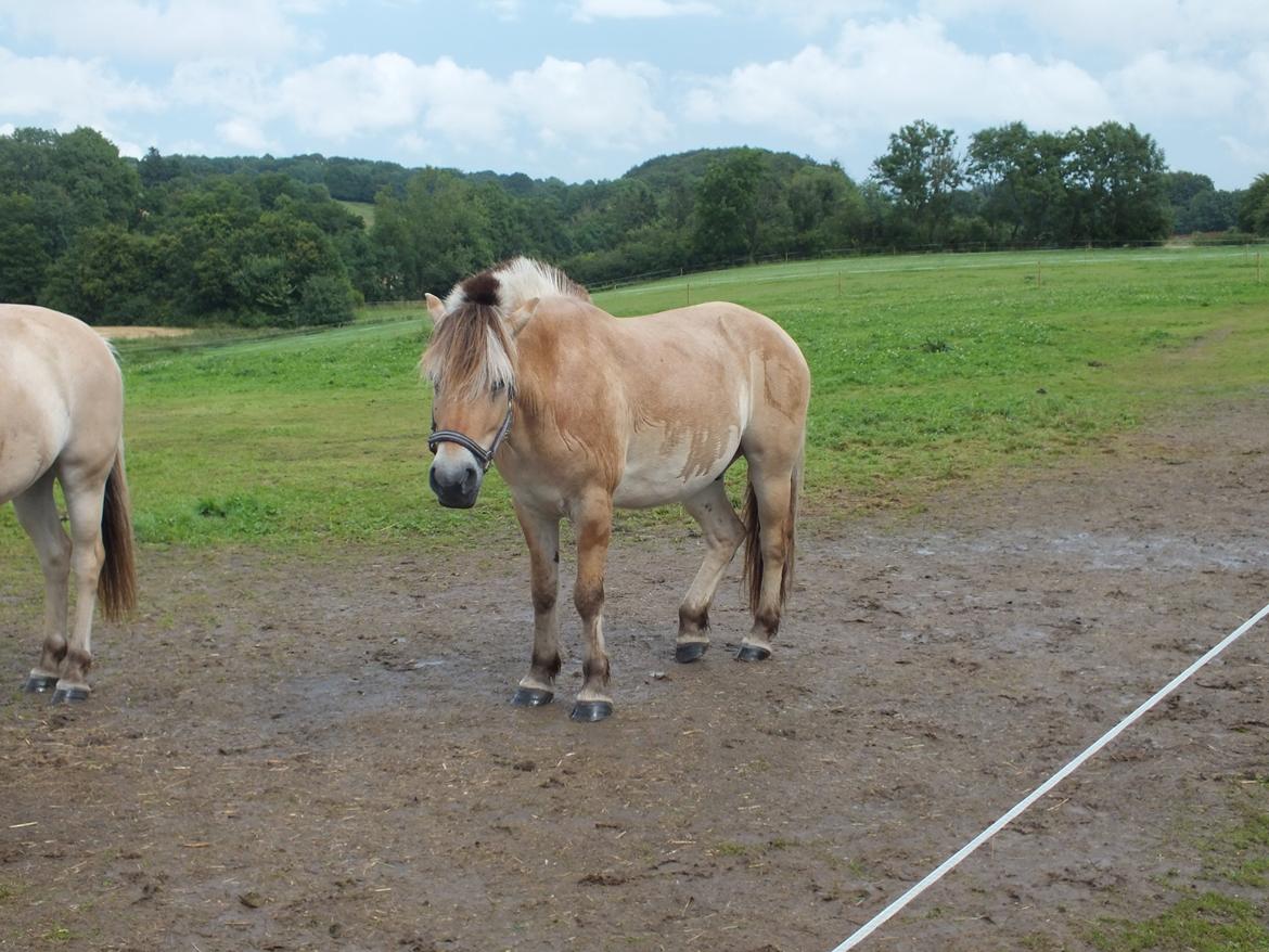 Fjordhest Hans billede 2