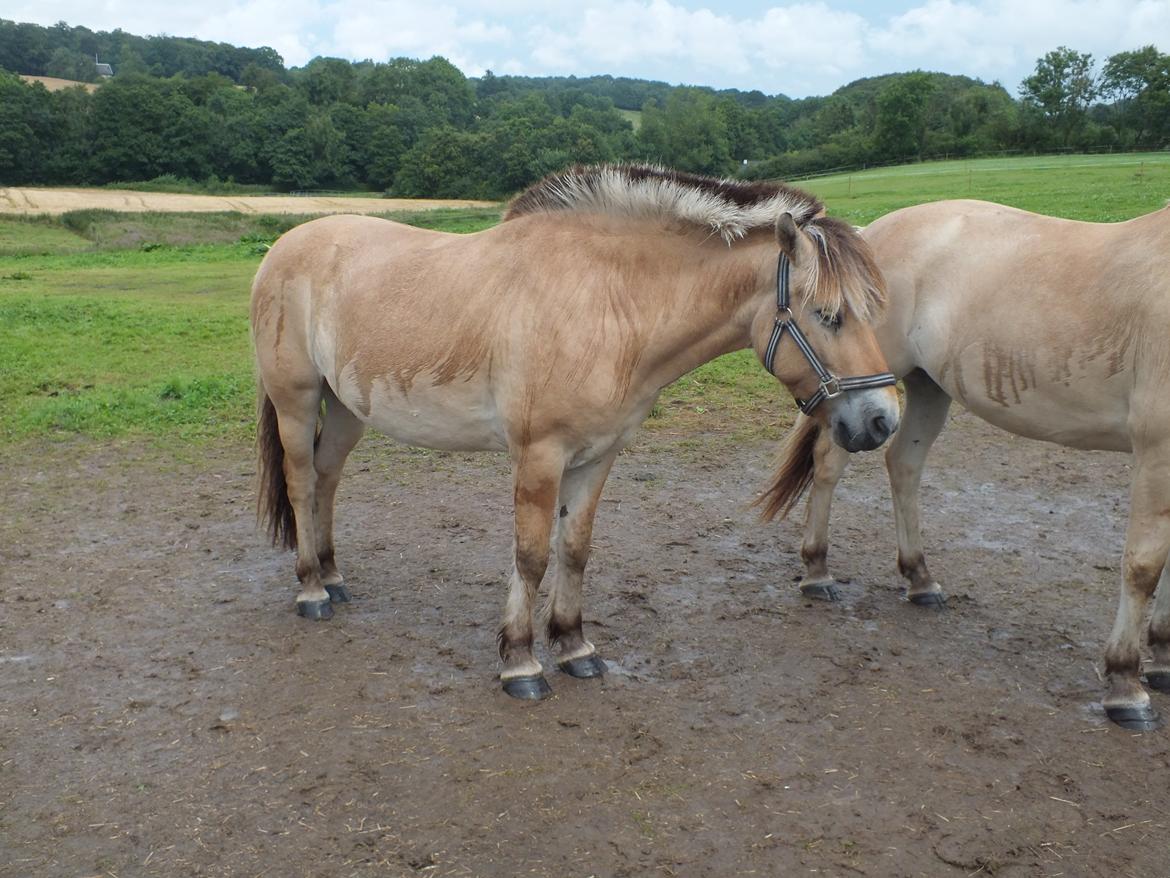 Fjordhest Hans billede 5