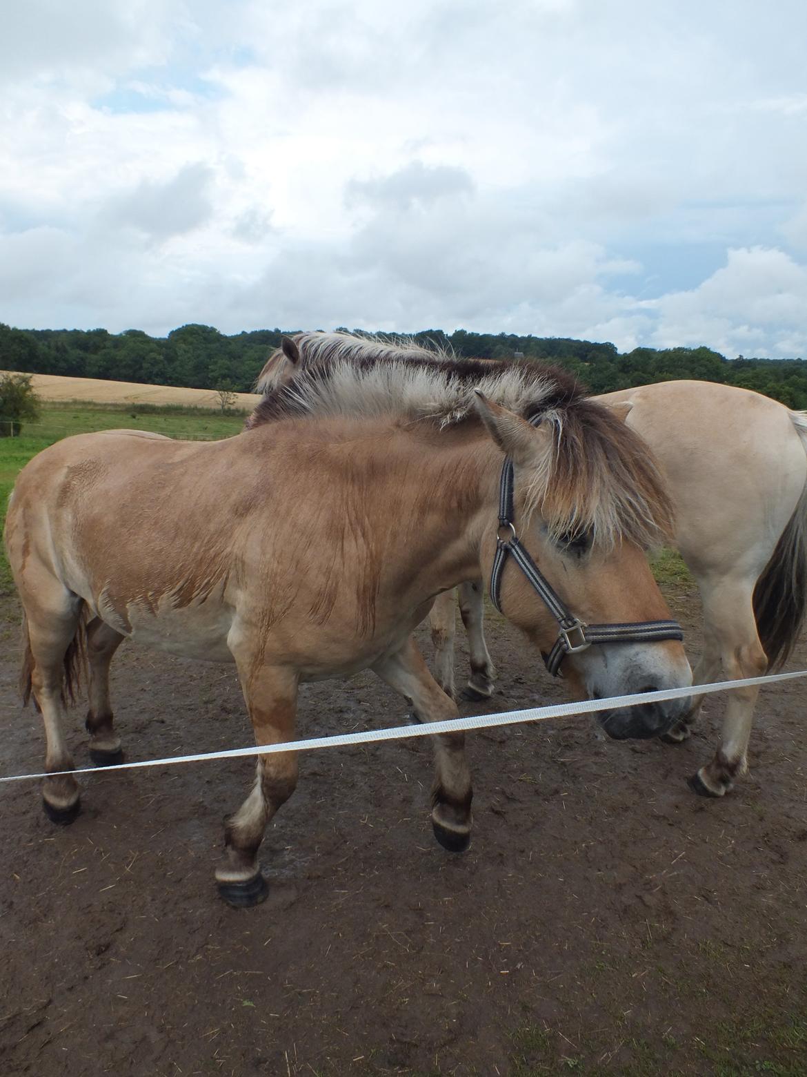 Fjordhest Hans billede 4