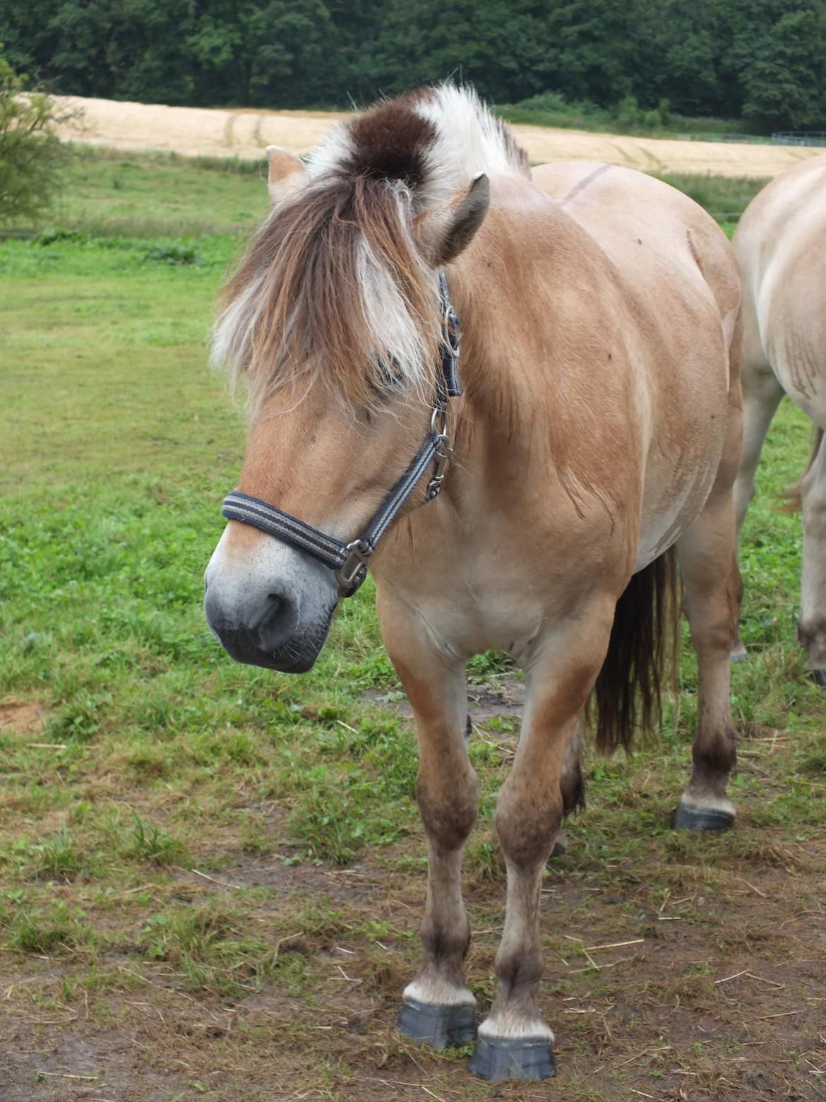 Fjordhest Hans billede 1