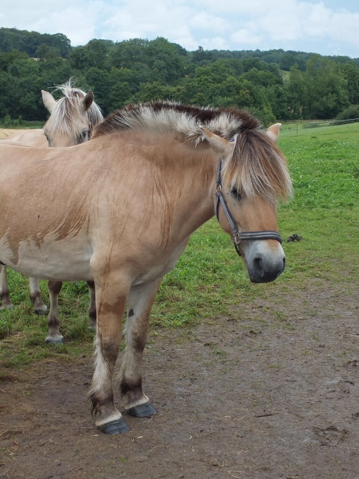Fjordhest Hans billede 10