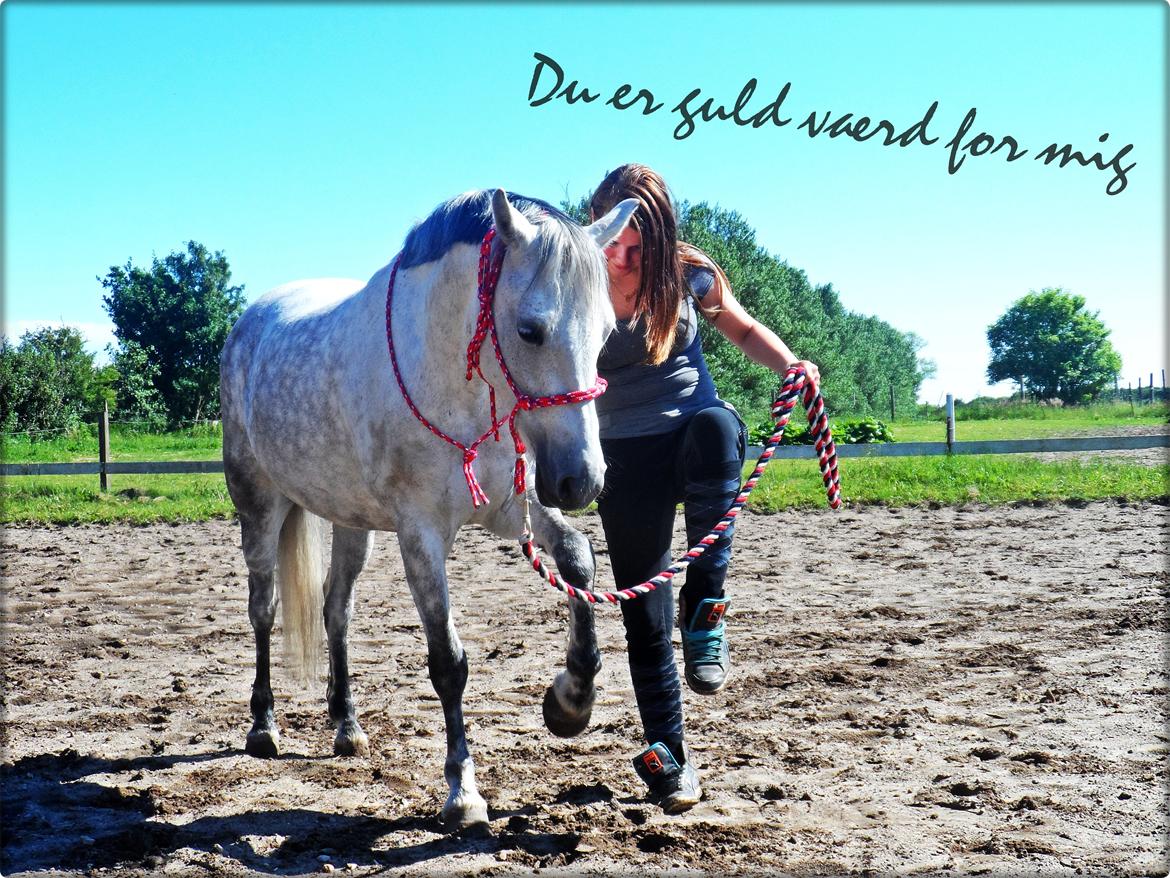 Welsh Pony (sec B) Bjerregård's Manja<3 (MullePiien)<3 - Elsker dig Manja!! :-*  billede 13