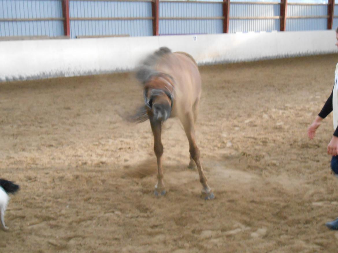 New Forest Choni - uuuhhhhh det var dejligt  billede 9