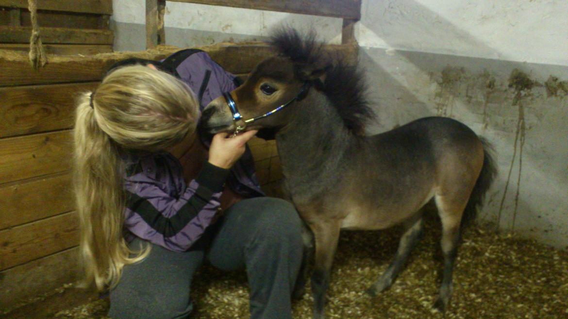 Belgisk Miniature Høgilds Kalua - Hendes flotte nye farve :O 1//-2012 billede 4
