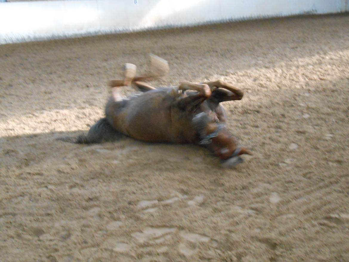 New Forest Choni - så tar vi lige en rulde tur billede 8