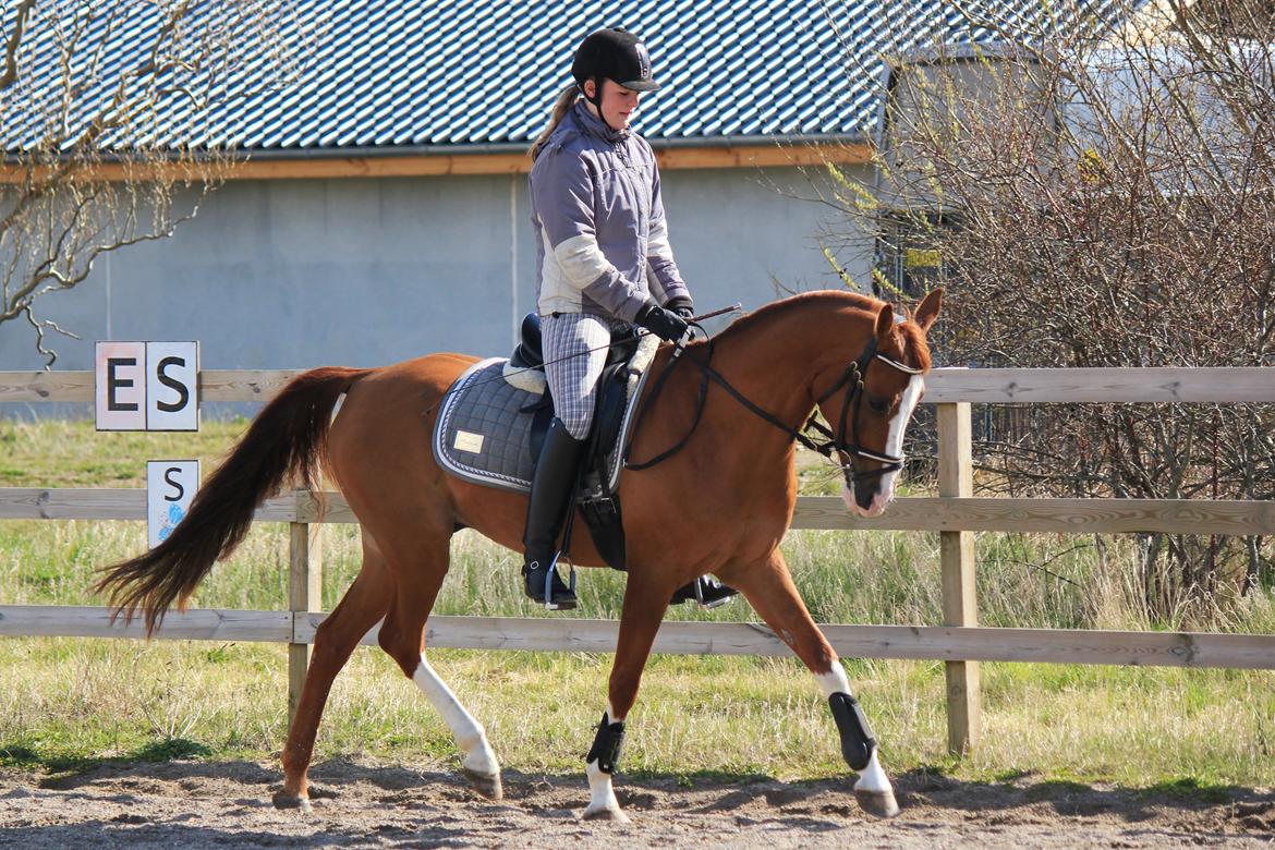 Hollandsk Sportspony Karimh J.V. *B-Pony* - Den 14/4 2012
Foto: Laura Bogut billede 15