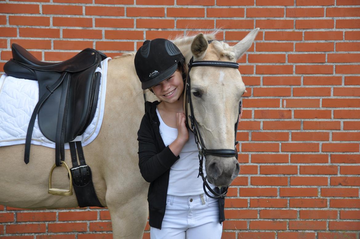Palomino Bailey - Dejlige Bailey efter stævne!
 billede 12