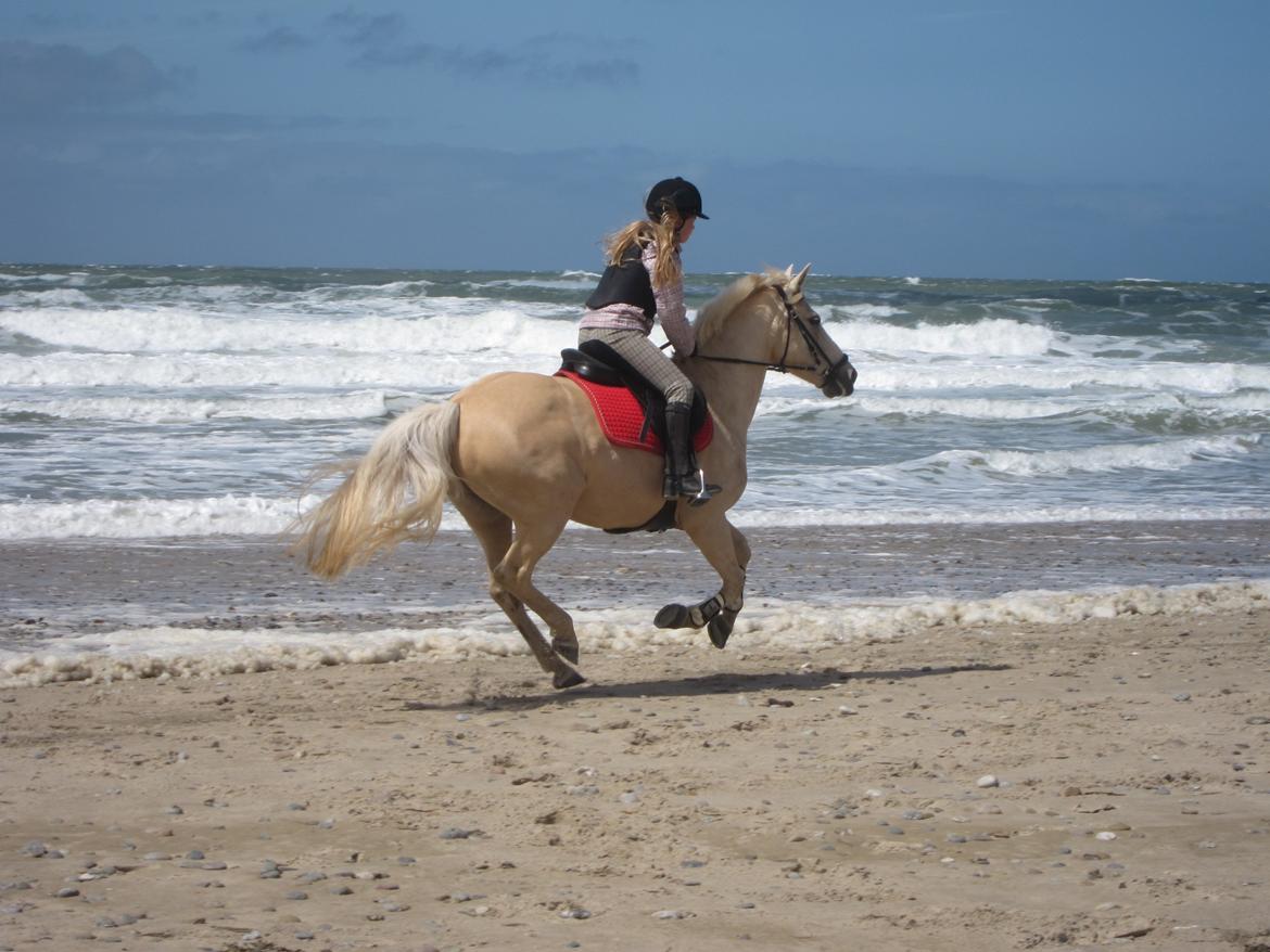Palomino Bailey - Dejlige Bailey ved havet <3  billede 3