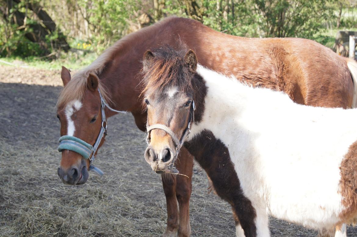 Welsh Pony (sec B) Kirkelodgaards Mischa billede 11