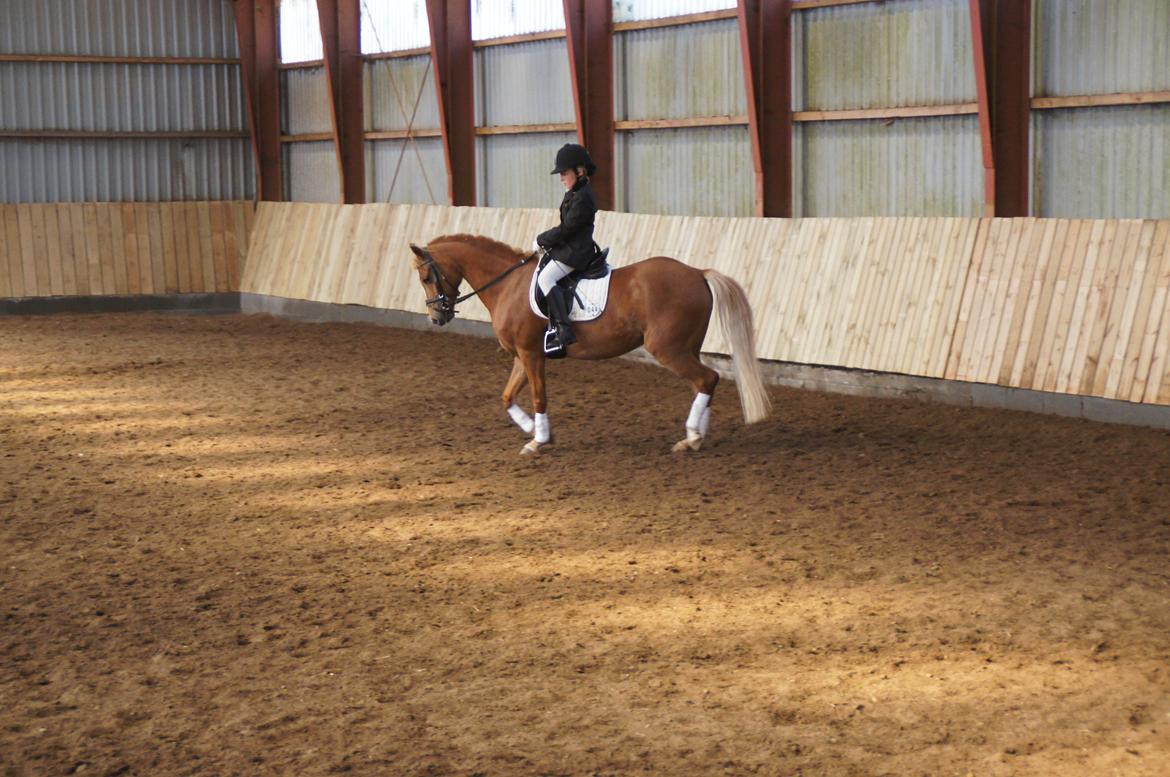 Welsh Pony (sec B) Kirkelodgaards Mischa - Mig og Mischa til stævne


Ps. kun opvarmnig det her billede 7