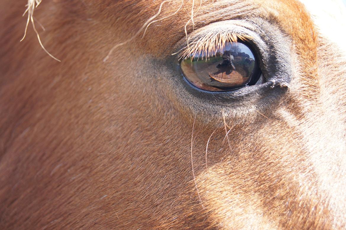 Welsh Pony (sec B) Kirkelodgaards Mischa - Mischa's smukke øje billede 9