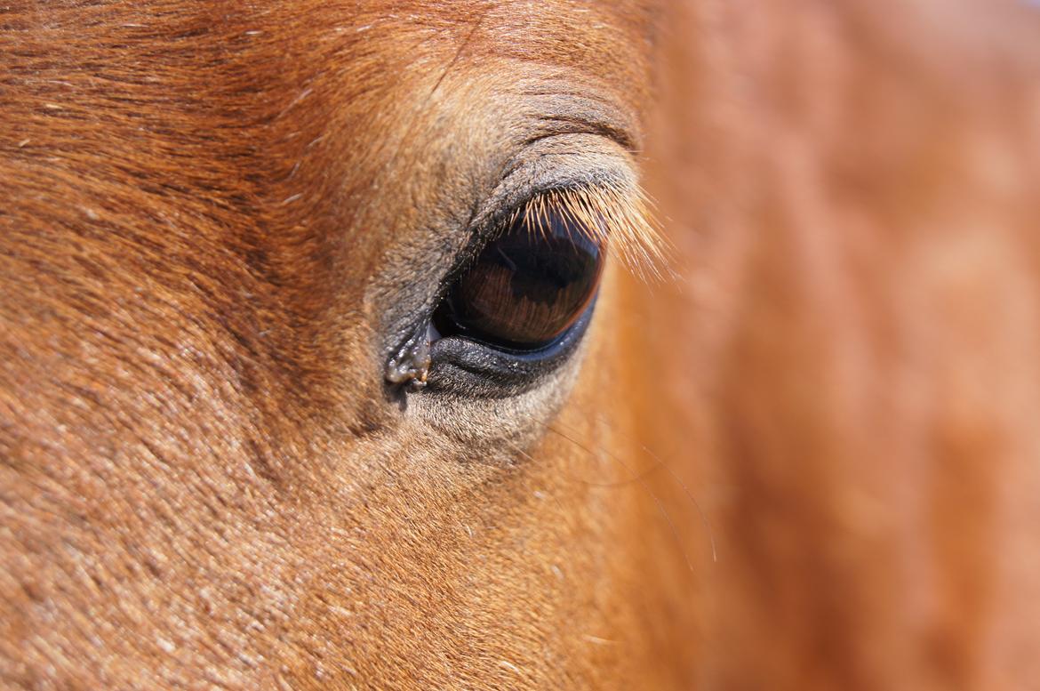 Welsh Pony (sec B) Kirkelodgaards Mischa billede 10