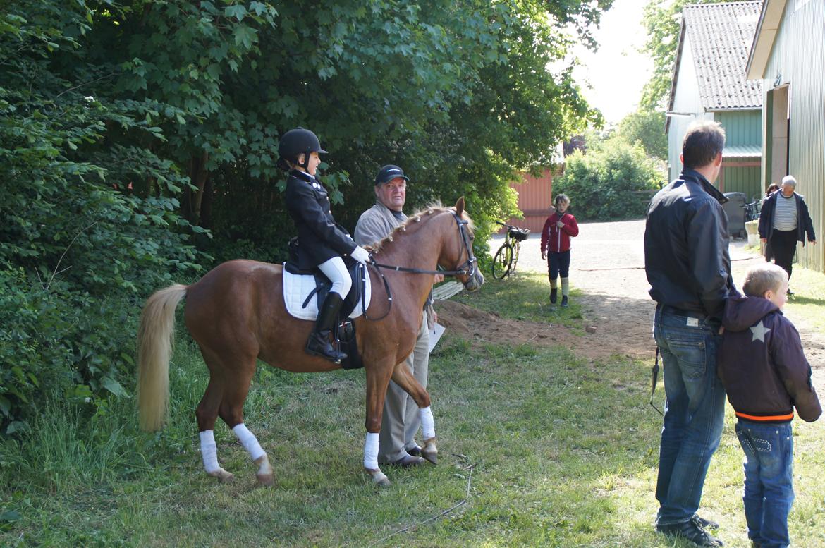 Welsh Pony (sec B) Kirkelodgaards Mischa billede 5