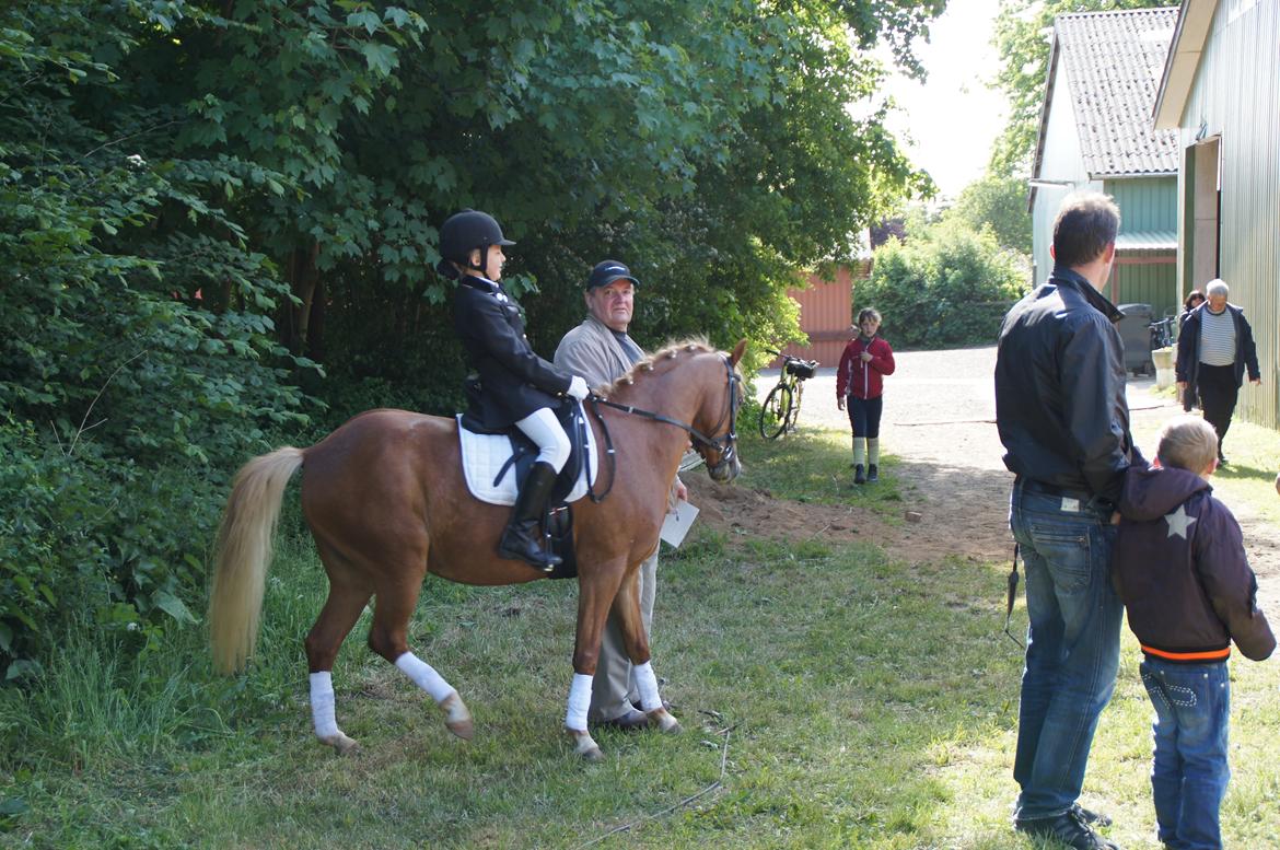 Welsh Pony (sec B) Kirkelodgaards Mischa billede 6