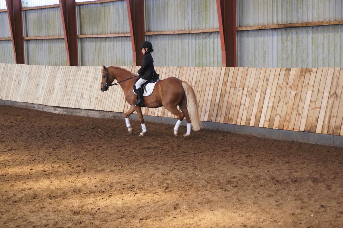 Welsh Pony (sec B) Kirkelodgaards Mischa billede 8