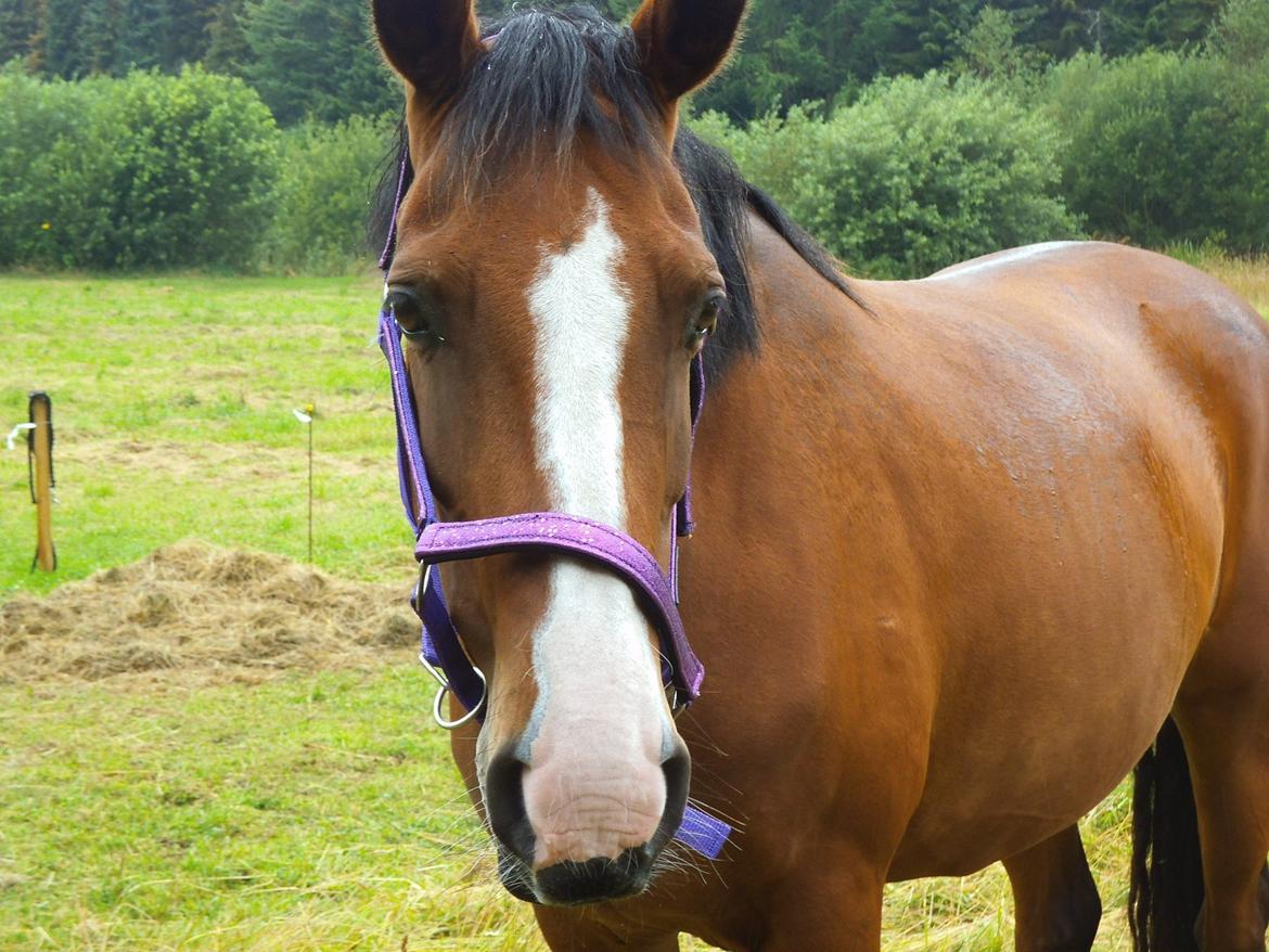 Dansk Varmblod Naci A Temprano" Min fremtid"<3 - <3 billede 2