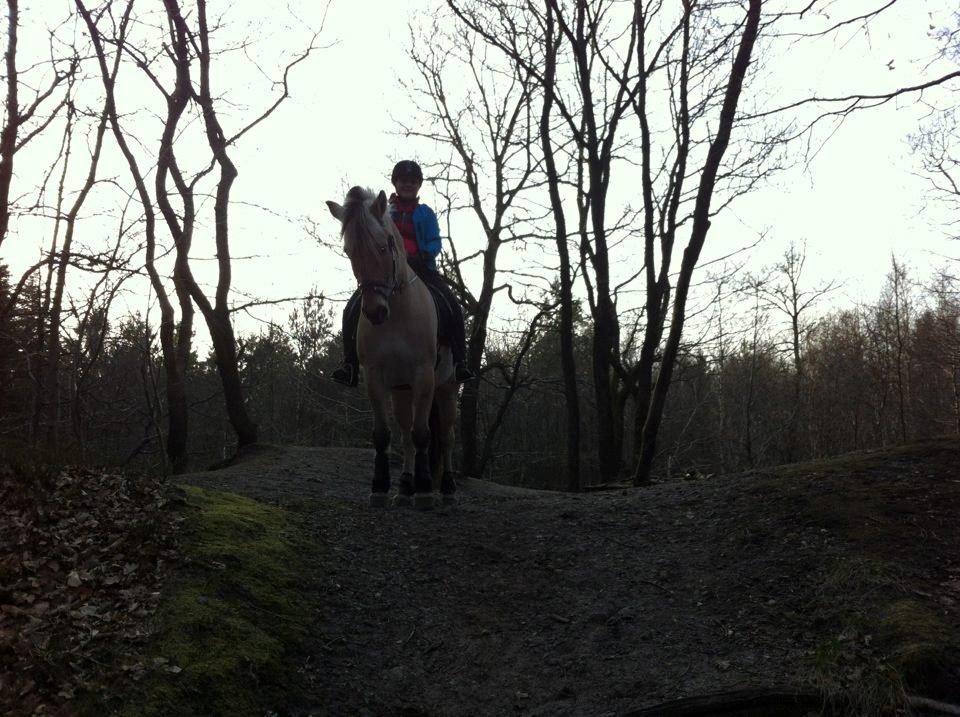 Fjordhest Amadeus <3 billede 18