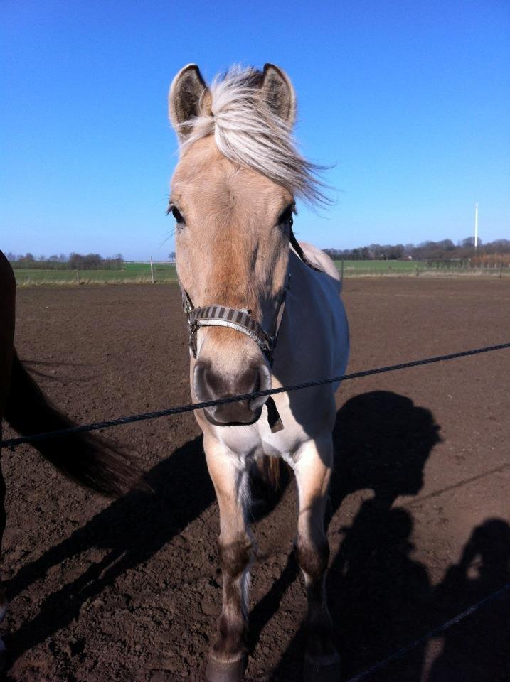 Fjordhest Amadeus <3 billede 8