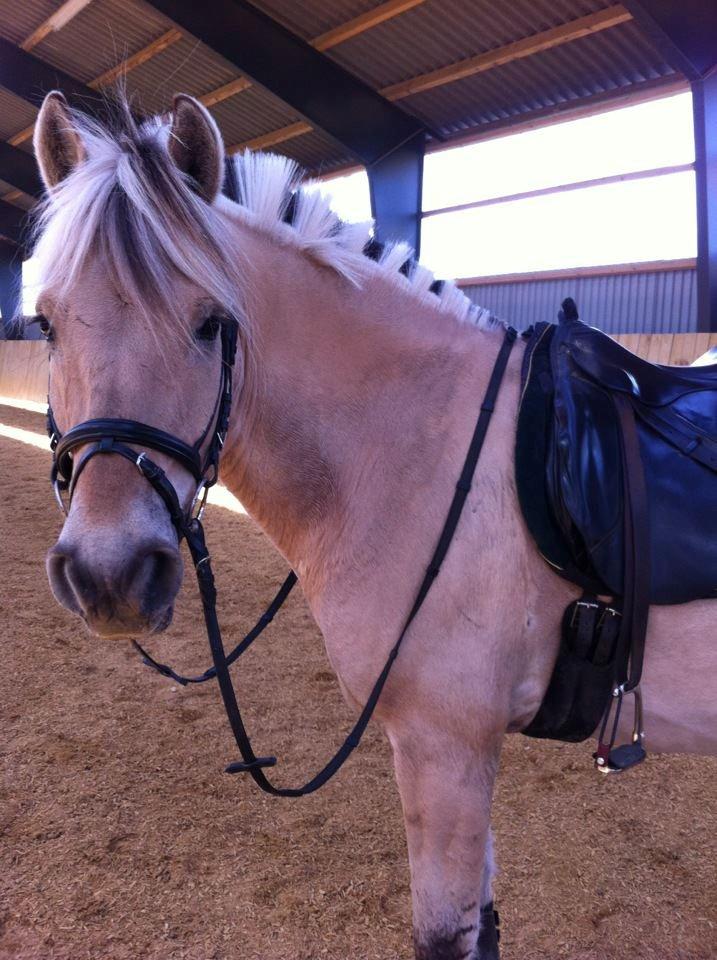 Fjordhest Amadeus <3 billede 14