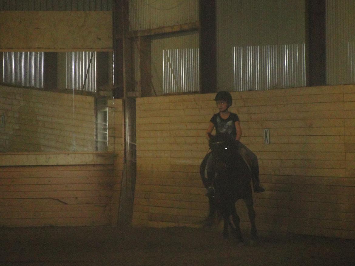 Anden særlig race - Sambo, den sejeste vallak!<3 :-) - I ridehuset, en hygge dag!<3 billede 3