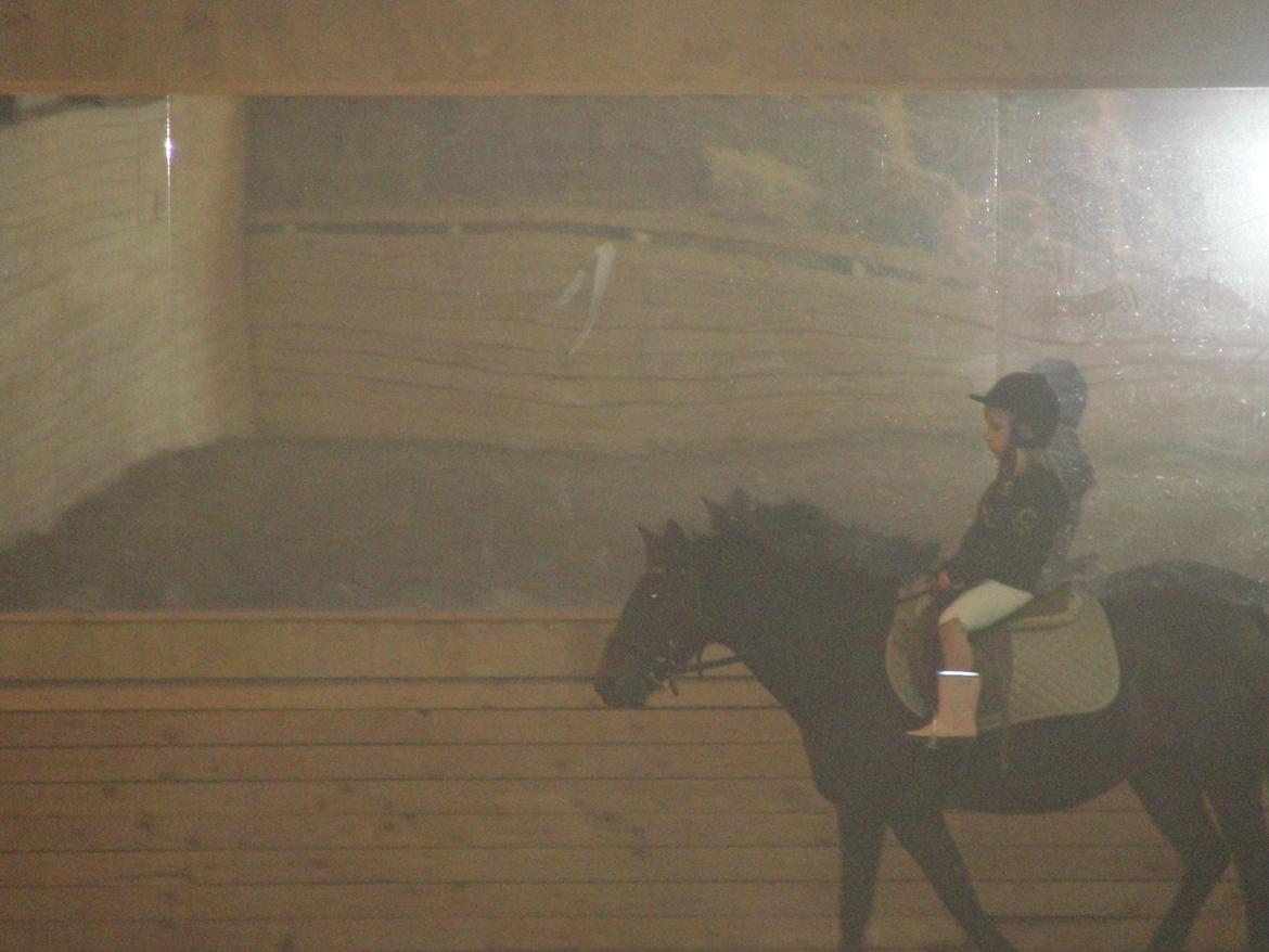 Anden særlig race - Sambo, den sejeste vallak!<3 :-) - Igen Igen!<3 billede 8