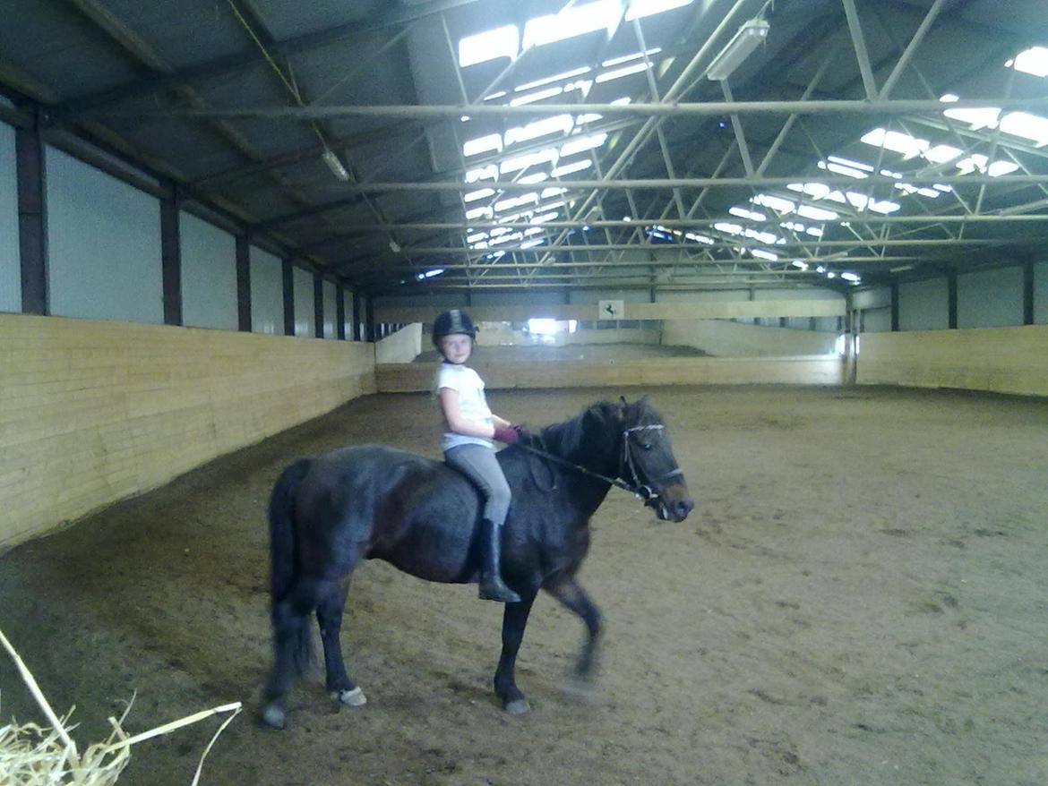 Anden særlig race - Sambo, den sejeste vallak!<3 :-) - Uden sadle, stoler på diig!<3 billede 9