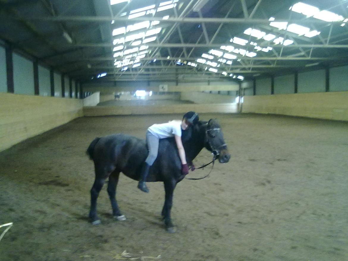 Anden særlig race - Sambo, den sejeste vallak!<3 :-) - Du miin!<3 billede 10