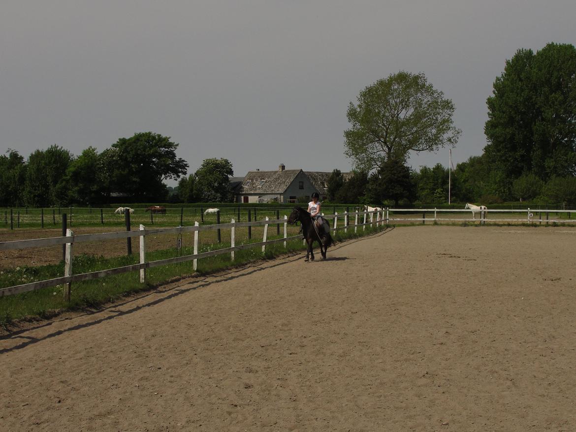 Anden særlig race - Sambo, den sejeste vallak!<3 :-) - Trav/gallop!<3 billede 14