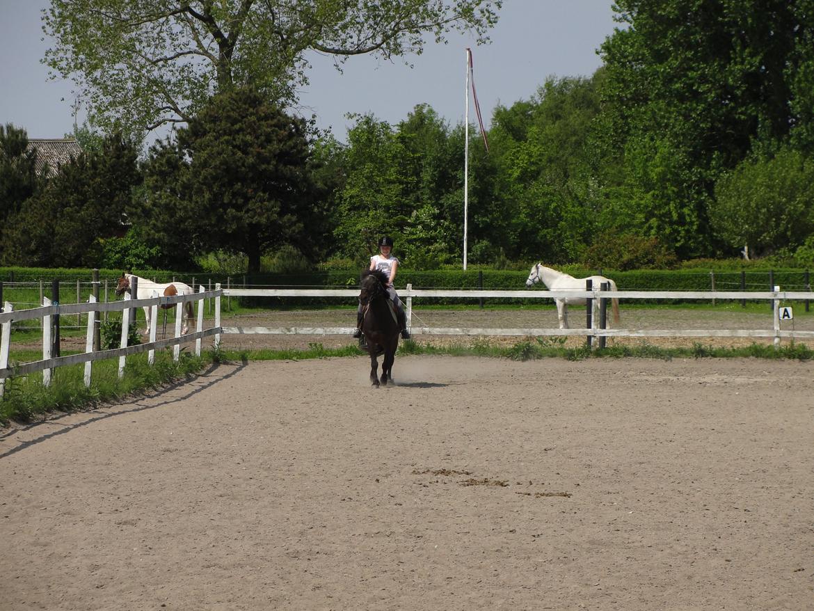 Anden særlig race - Sambo, den sejeste vallak!<3 :-) - Du bare så dejlig.<3 billede 15