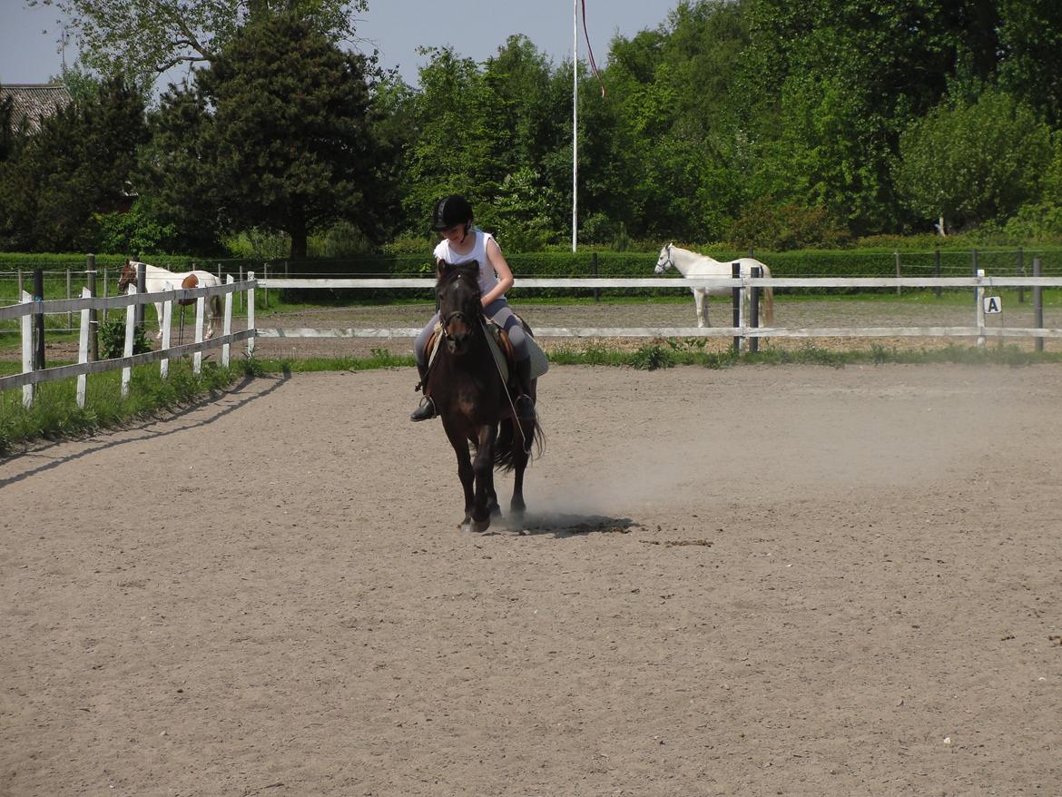 Anden særlig race - Sambo, den sejeste vallak!<3 :-) - Dressur-trænning.<3 billede 16