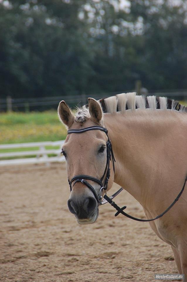 Fjordhest Amadeus <3 billede 20