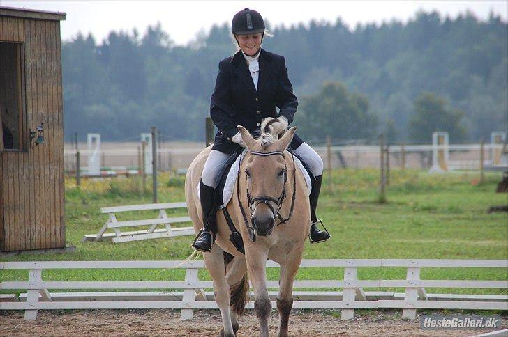 Fjordhest Amadeus <3 billede 10