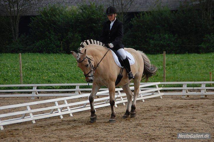 Fjordhest Amadeus <3 billede 15