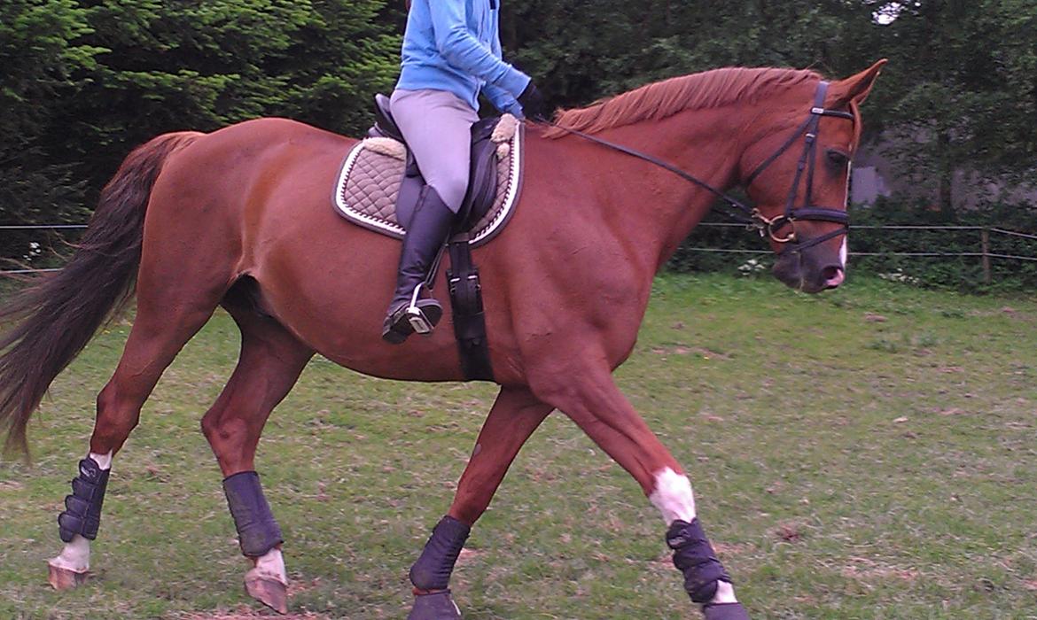 Anden særlig race Diesel R.I.P<3 billede 6