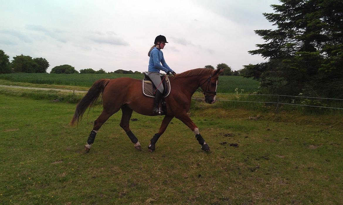 Anden særlig race Diesel R.I.P<3 - han kan altså godt :) billede 9