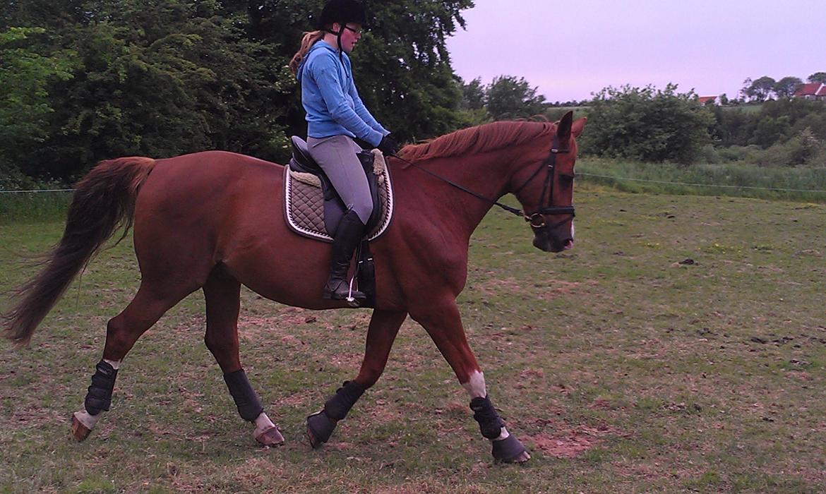 Anden særlig race Diesel R.I.P<3 billede 10