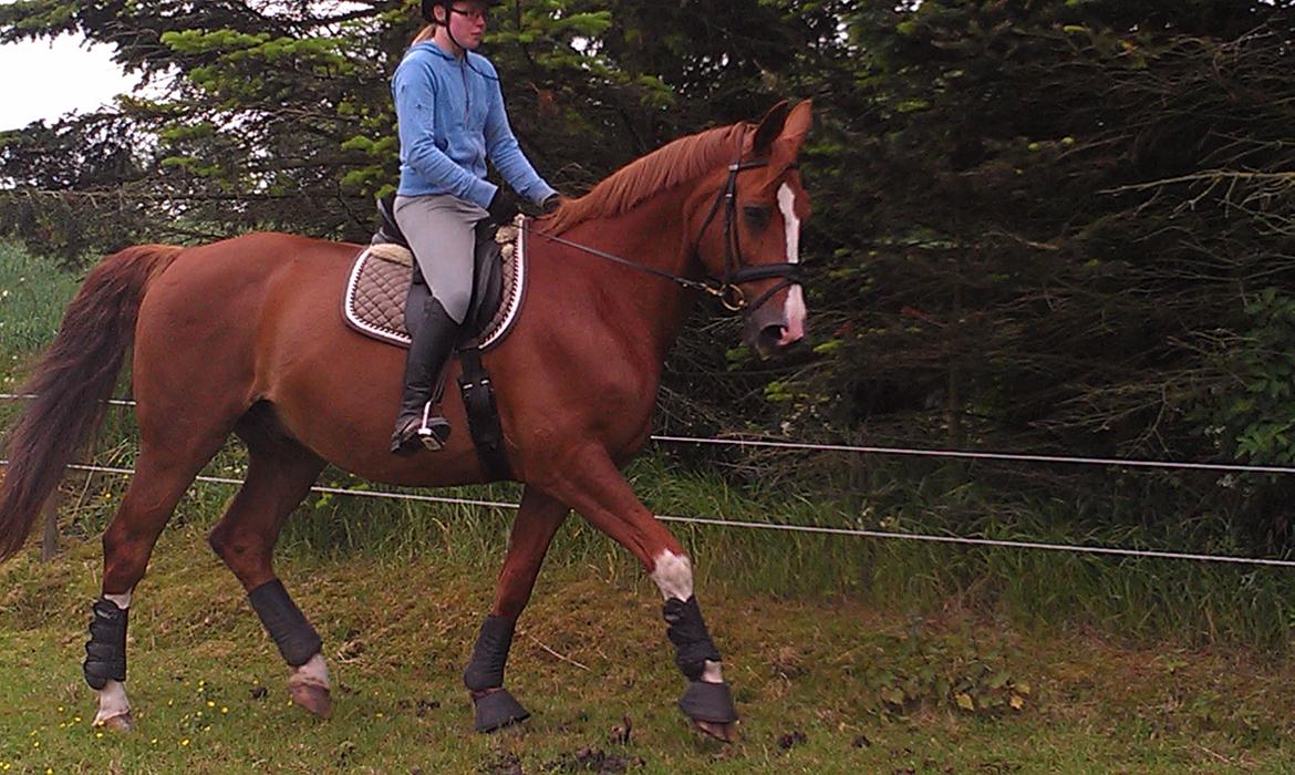 Anden særlig race Diesel R.I.P<3 billede 11