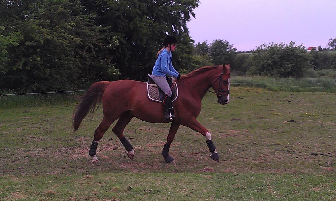 Anden særlig race Diesel R.I.P<3 billede 12