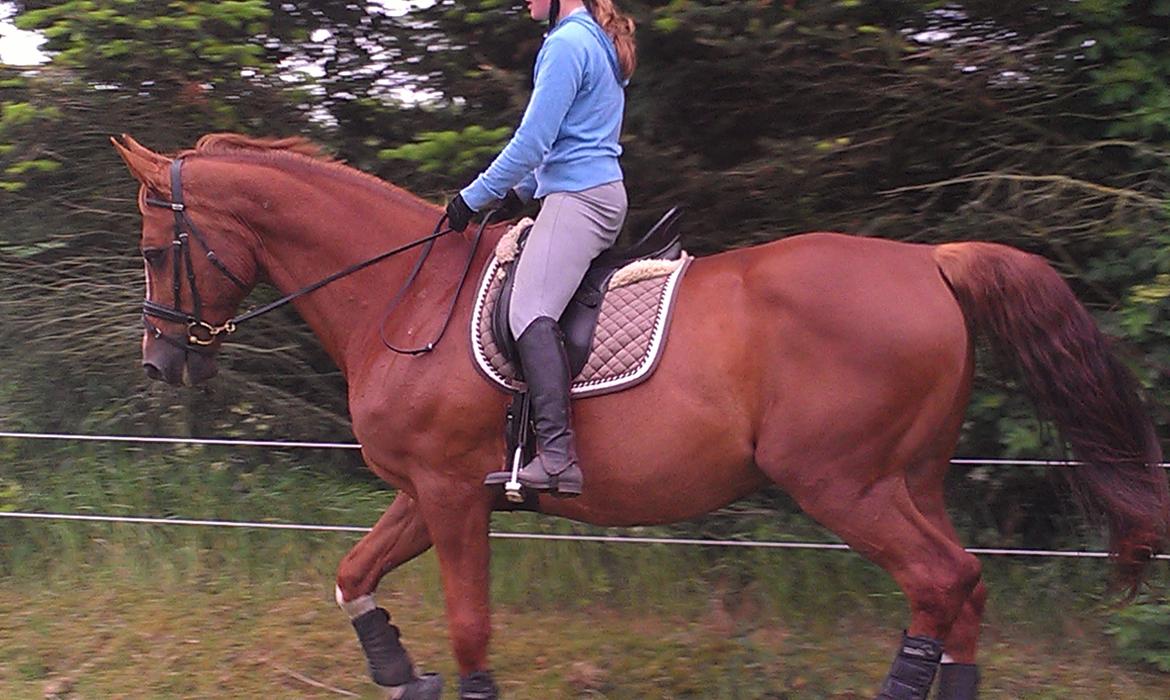 Anden særlig race Diesel R.I.P<3 billede 13